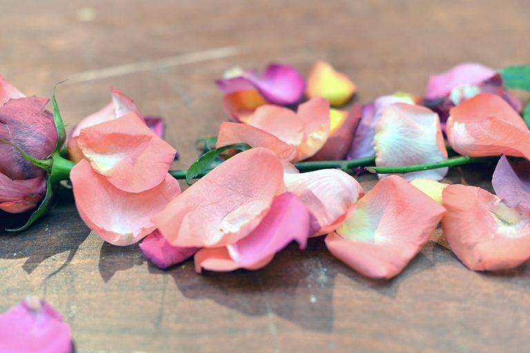 Festival ‘Tous à table’, première édition