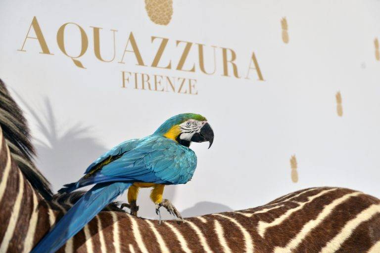 Présentation Aquazzura