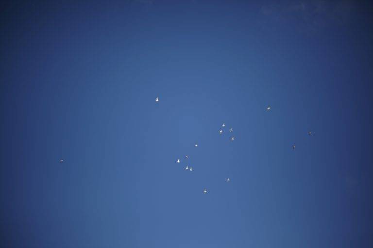 BIG Festival, day & night II