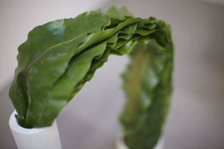 Preview Camille Henrot