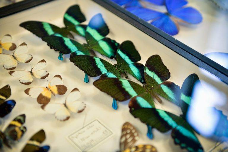 Petit Bateau et Deyrolle font l’École Buissonnière