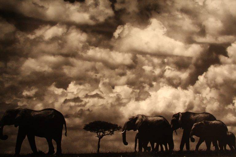 ClÃ´ture expo « Beau et Vital »