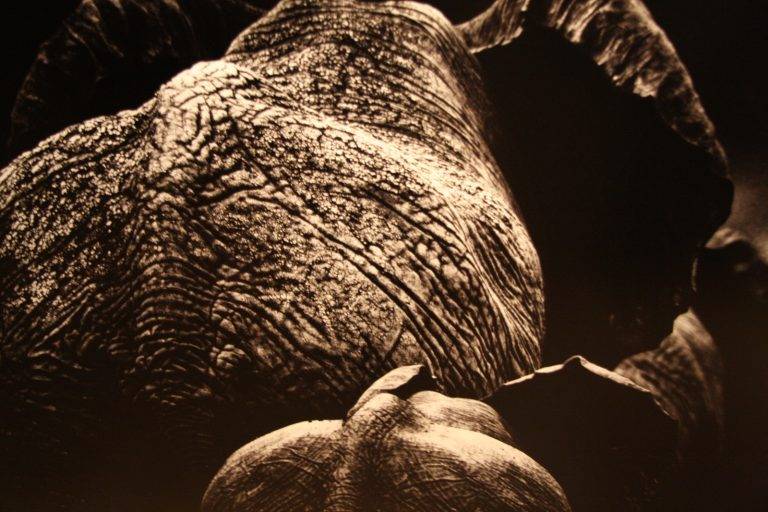 ClÃ´ture expo « Beau et Vital »