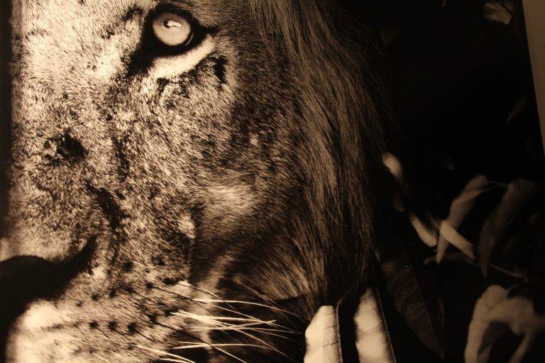 ClÃ´ture expo « Beau et Vital »