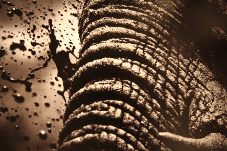 ClÃ´ture expo « Beau et Vital »