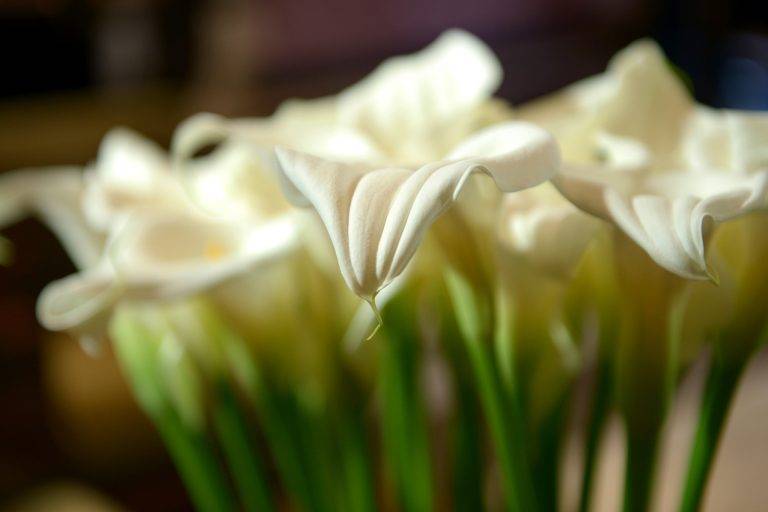 La Nuit du Prince de Galles