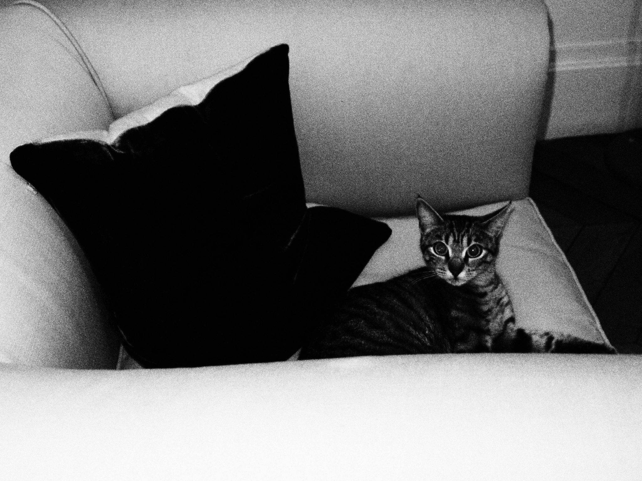  - Fête du film The Black Moon, de Sinziana Ravini