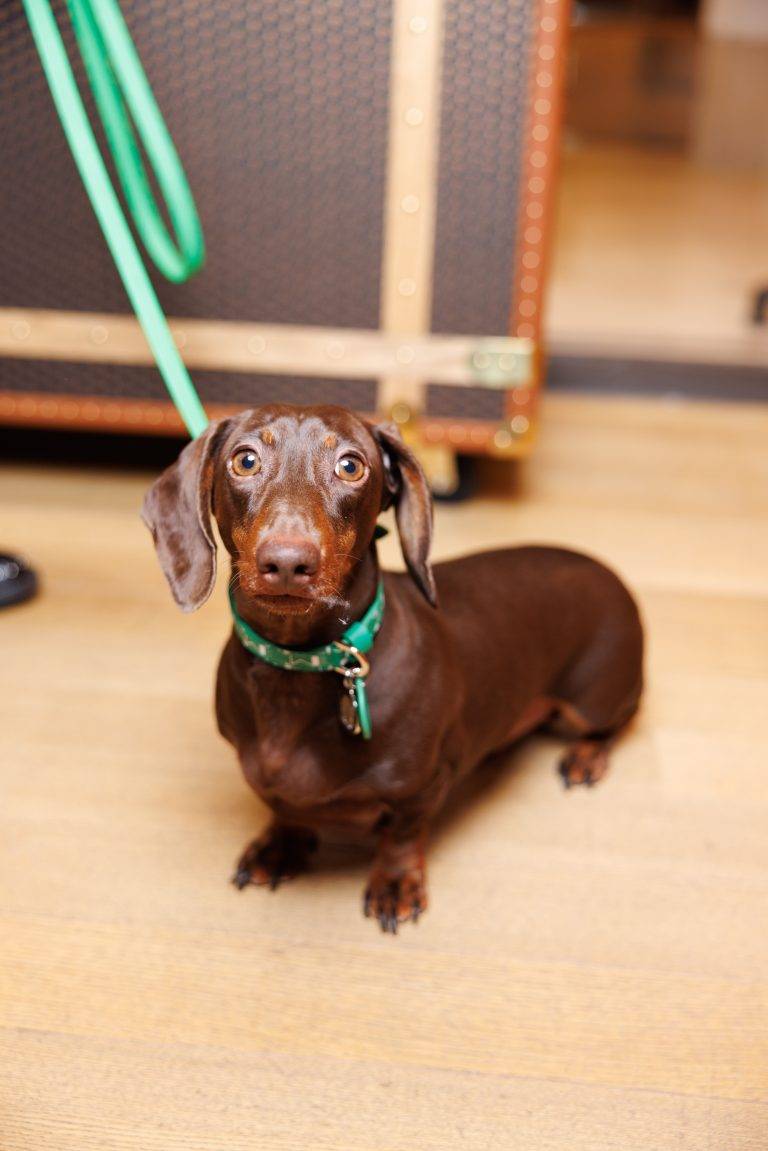 Moynat Launches its Exclusive Capsule for Pets at Le Bon Marché