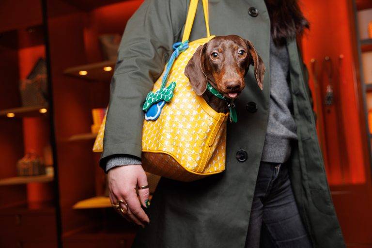 Moynat Launches its Exclusive Capsule for Pets at Le Bon Marché