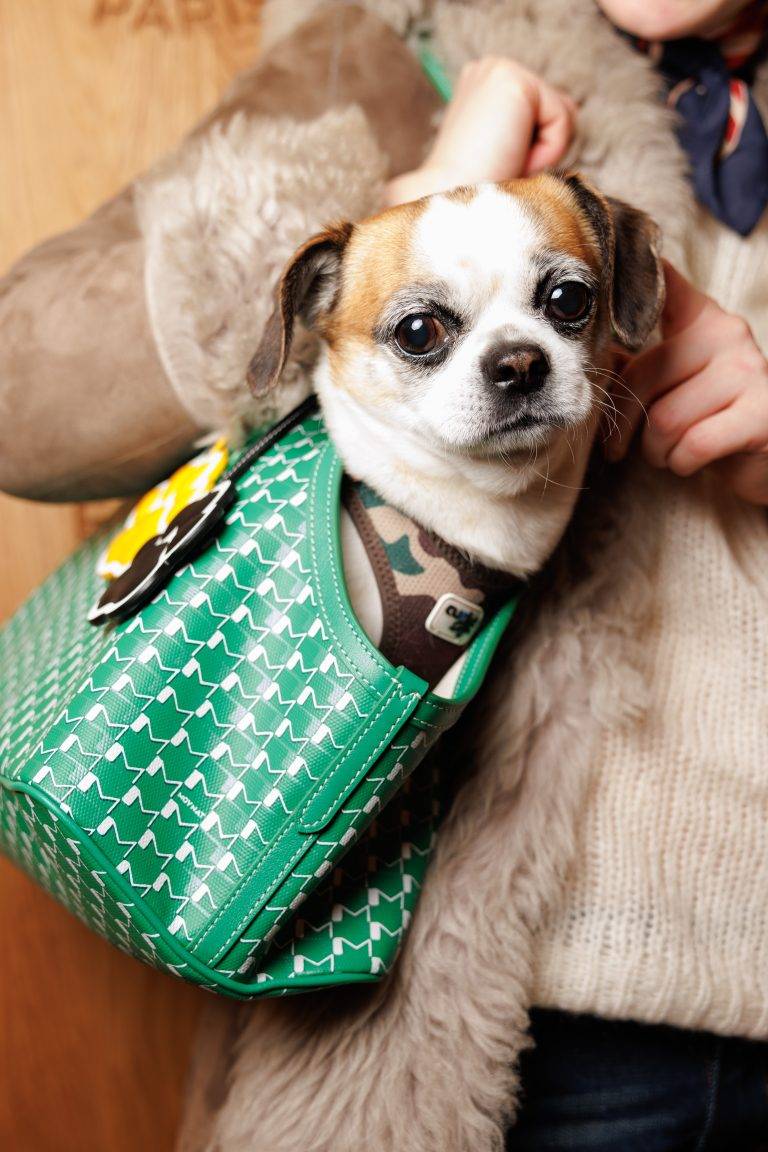 Moynat Launches its Exclusive Capsule for Pets at Le Bon Marché